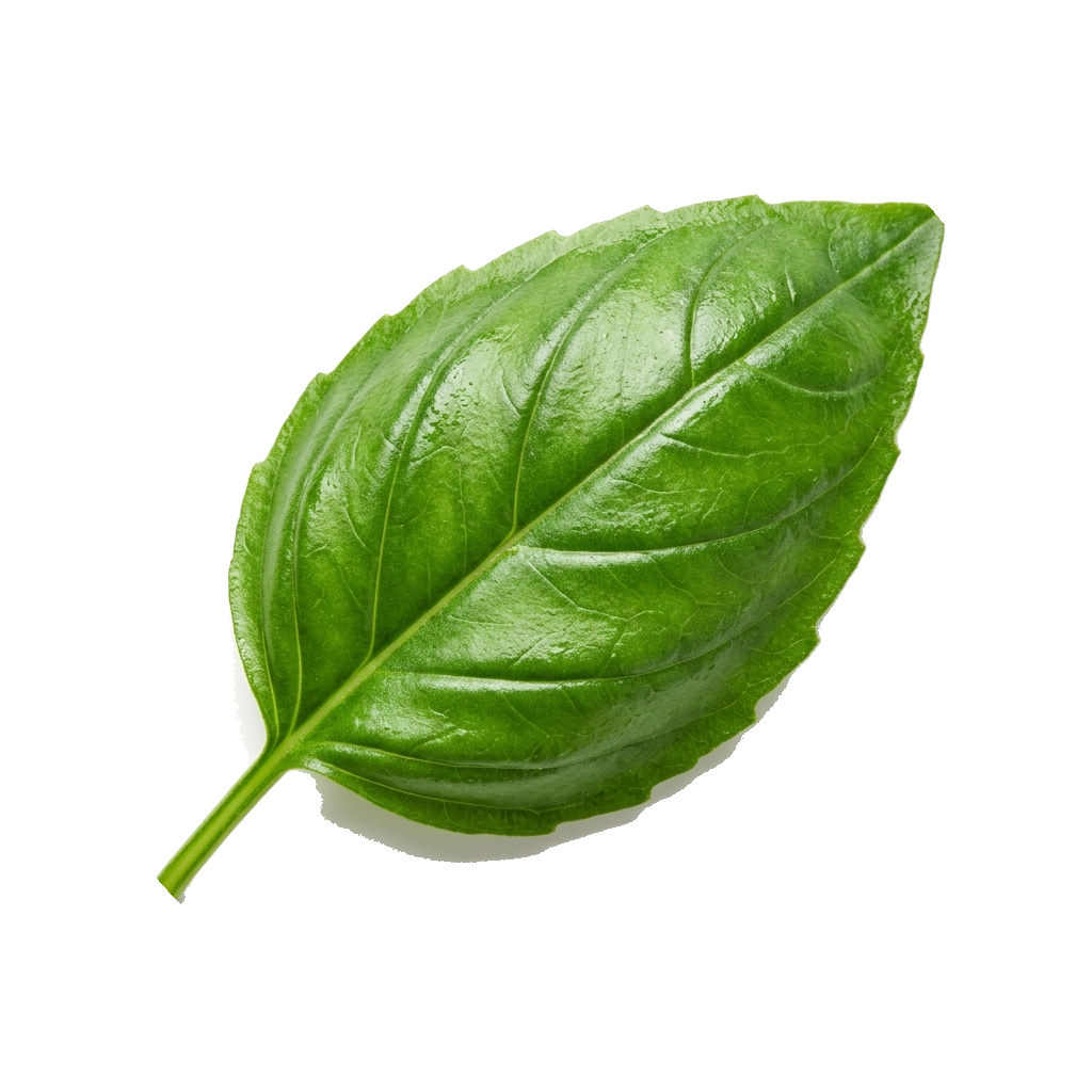Fresh Basil Leaf